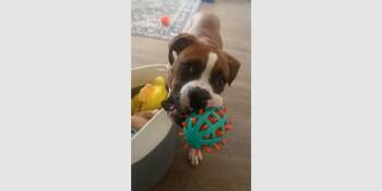 Boxer Dogs Available for Adoption in Hewitt, Texas - Charlie VII | PetCurious