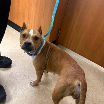 Muffit -  Mixed Breed Dog for Adoption in Rocky Mount, Virginia - Muffit | PetCurious