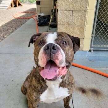 Mazi -  Mastiff and Pit Bull Terrier Dog for Adoption in Middlebury, Connecticut - Mazi | PetCurious