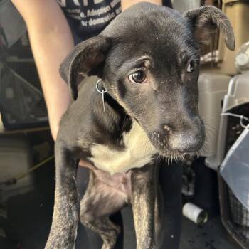 IGGY -  Shepherd and Husky Dog for Adoption in Richmond, California - IGGY | PetCurious
