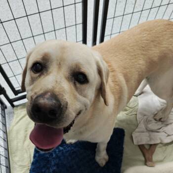 Rescue Labrador Retriever Dogs for Adoption in Madison, Wisconsin - Prince | PetCurious