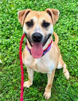 Tina -  Pit Bull Terrier Dog for Adoption in Reisterstown, Maryland - Tina | PetCurious