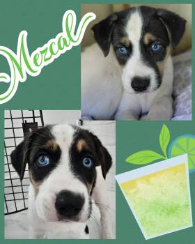 Labrador Retriever and Australian Shepherd Dogs Available for Adoption in Ringwood, New Jersey - Mezcal | PetCurious