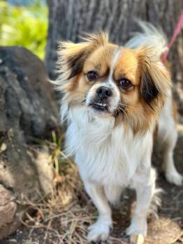 Groupon -  Tibetan Spaniel Dog for Adoption in Palo Alto, California - Groupon | PetCurious