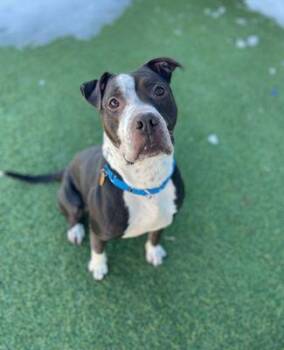 Pit Bull Terrier Dogs Available for Adoption - Oliver **Courtesy Post. Out Of Town Pet. See Below For Details** | PetCurious