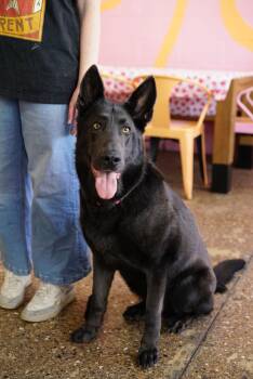 Shepherd Dogs Available for Adoption - Harley | PetCurious