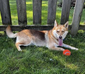 Moda -  Akita Dog for Adoption in Germantown, Ohio - Moda | PetCurious