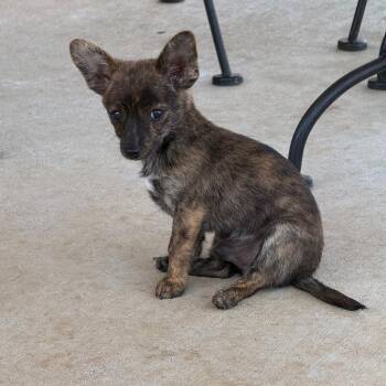 Rollo -  Chihuahua Dog for Adoption in Southside, Tennessee - Rollo | PetCurious