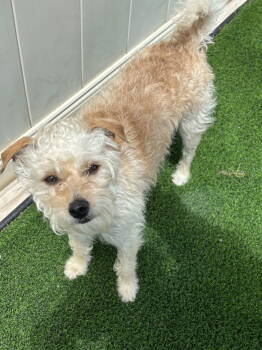 Rescue Terrier Dogs for Adoption in Cedar Rapids, Iowa - Ricky | PetCurious