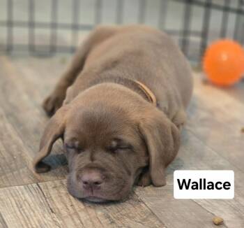 Rescue Dogue De Bordeaux and Labrador Retriever Dogs for Adoption in Shingle Springs, California - 25Wallace | PetCurious