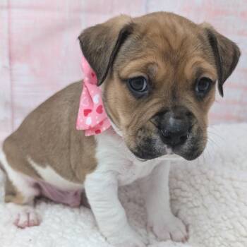 Pit Bull Terrier and Boxer Dogs Available for Adoption - Hugs | PetCurious