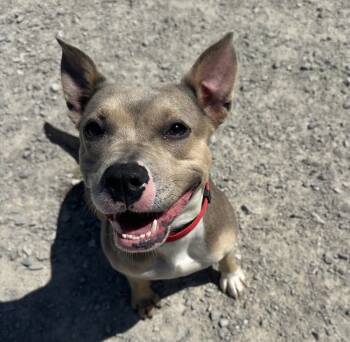 Rescue Pit Bull Terrier Dogs for Adoption in Evansville, Indiana - Mika (M-Kuh) | PetCurious