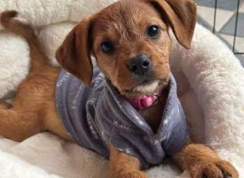 Chihuahua and Dachshund Dogs Available for Adoption in Muskego, Wisconsin - Daisy The Small Breed Puppy | PetCurious
