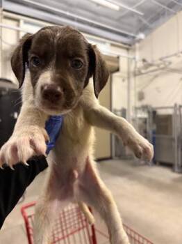 Labrador Retriever and Mixed Breed Dogs Available for Adoption - A650700 | PetCurious