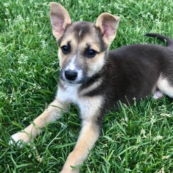 Cricket -  Mixed Breed Dog for Adoption in Buffalo, Minnesota - Cricket | PetCurious