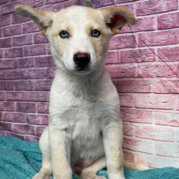 Yukon -  Husky and Mixed Breed Dog for Adoption in Fort Collins, Colorado - Yukon | PetCurious