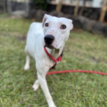 Mixed Breed Dogs Available for Adoption in Keaau, Hawaii - AIR-Stray-13047 | PetCurious
