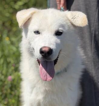 JONAH -  Siberian Husky and Labrador Retriever Dog for Adoption in Canfield, Ohio - JONAH | PetCurious