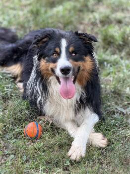 Fetty Wap -  Australian Shepherd and Border Collie Dog for Adoption in Alexandria, Virginia - Fetty Wap | PetCurious