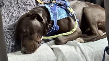 Rescue Labrador Retriever and Boxer Dogs for Adoption in Warrington, Pennsylvania - Gus | PetCurious