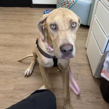 Vegas "Mia" -  Great Dane Dog for Adoption in Lyndhurst, Virginia - Vegas "Mia" | PetCurious
