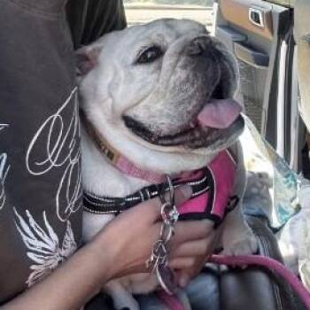 Bulldog Dogs Available for Adoption in Fairfield, New Jersey - Sophie | PetCurious