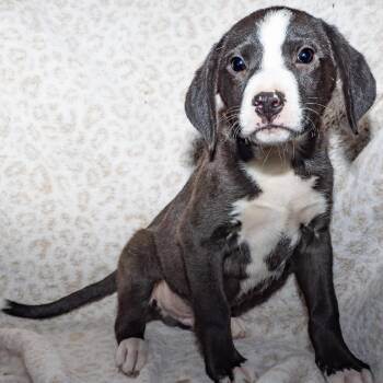 Hound Dogs Available for Adoption in Enterprise, Alabama - Beau | PetCurious