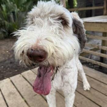 Doodle -  Mixed Breed Dog for Adoption in Charleston, South Carolina - Doodle | PetCurious