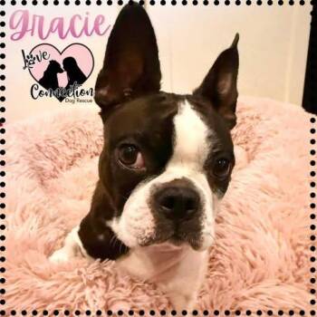 Gracie -  Boston Terrier Dog for Adoption in Gilbert, Arizona - Gracie | PetCurious
