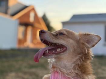Kevin Bacon -  Chihuahua Dog for Adoption in Millcreek, Utah - Kevin Bacon | PetCurious