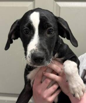 Whimsy -  Hound Dog Available for Adoption in Littleton, Colorado - Whimsy | PetCurious