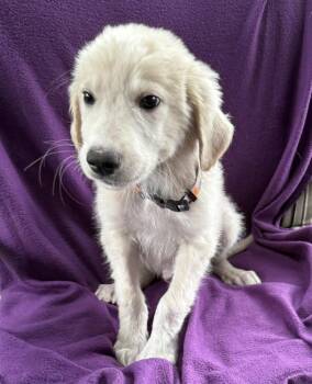 McAlister -  Great Pyrenees and Great Dane Dog for Adoption in Mundelein, Illinois - McAlister | PetCurious