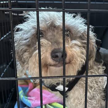 Rescue Poodle and Mixed Breed Dogs for Adoption in Raleigh, North Carolina - Grumbledore | PetCurious