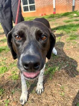 Pointer Dogs Available for Adoption - Medora | PetCurious