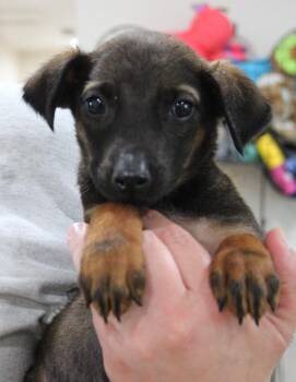 Dax -  Doberman Pinscher and Mixed Breed Dog for Adoption in Vacaville, California - Dax | PetCurious