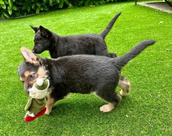 Onyx -  German Shepherd Dog Dog for Adoption in Seattle, Washington - Onyx | PetCurious