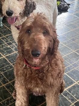 Sunny D (26-108 D) -  Irish Terrier and Poodle Dog for Adoption in Lansing, Michigan - Sunny D (26-108 D) | PetCurious