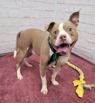 Moses -  American Staffordshire Terrier Dog for Adoption in Detroit, Michigan - Moses | PetCurious