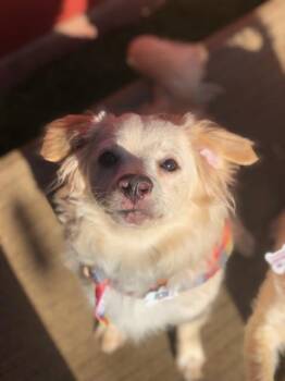 Rescue Chihuahua Dogs for Adoption in Redondo Beach, California - Whiskey | PetCurious