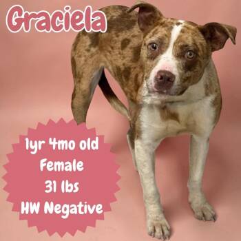 Catahoula Leopard Dog and Terrier Dogs Available for Adoption in Sorrento, Louisiana - Graciela | PetCurious