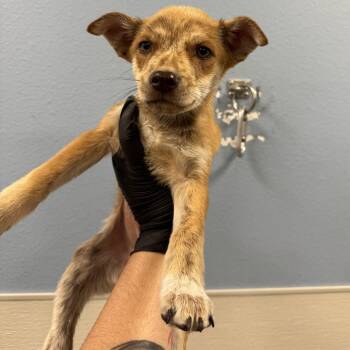 Dr Pepper -  Mixed Breed Dog for Adoption in Las Cruces, New Mexico - Dr Pepper | PetCurious