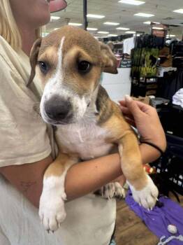 Rescue Hound Dogs for Adoption in Troy, Alabama - Zeke | PetCurious