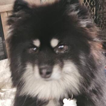 Bella D12171 -  Pomeranian and Husky Dog for Adoption - Bella D12171 | PetCurious