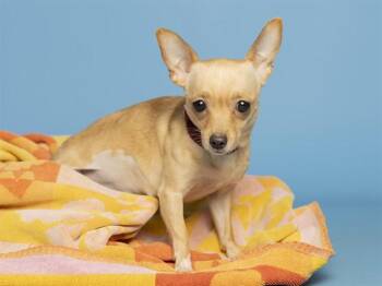 Chihuahua Dogs Available for Adoption in Phoenix, Arizona - HONEYBUN | PetCurious