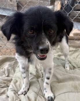 Toby -  Terrier Dog for Adoption in Albuquerque, New Mexico - Toby | PetCurious