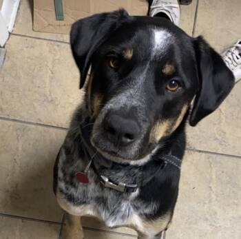 Moose -  Hound and Australian Cattle Dog Blue Heeler Dog for Adoption in Des Moines, Iowa - Moose | PetCurious