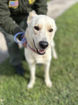 Rescue Shepherd Dogs for Adoption in Victorville, California - Sawyer #4165 (409) | PetCurious
