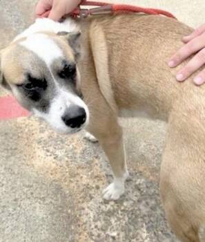 Australian Cattle Dog Blue Heeler and Mixed Breed Dogs Available for Adoption in Houston, Texas - A654699 | PetCurious