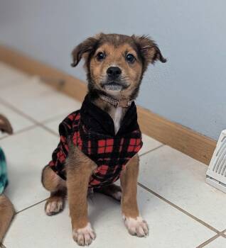 Retriever and Australian Shepherd Dogs Available for Adoption in Muskego, Wisconsin - Bacon The Mixed Breed Puppy | PetCurious