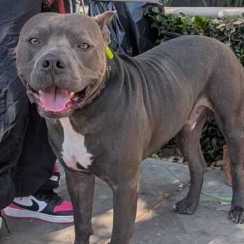 DEBO -  Pit Bull Terrier Dog for Adoption in Pasadena, California - DEBO | PetCurious